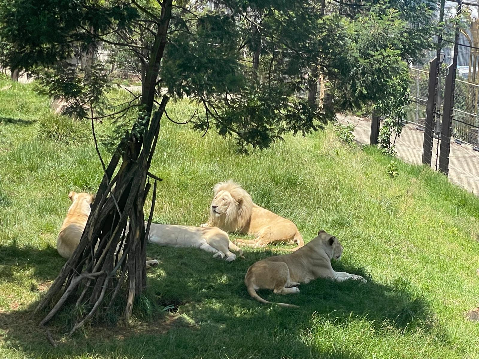 In the presence of the Lions of Judah.